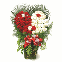 100 red and white rose