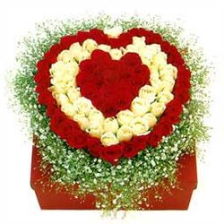 100 rose gift boxed