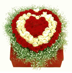 100 rose gift boxed
