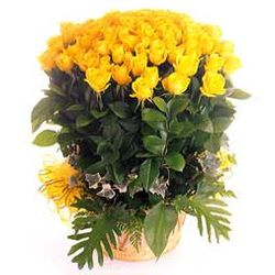 100 Stem Yellow Rose Basket