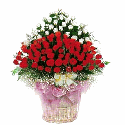  red and white rose.