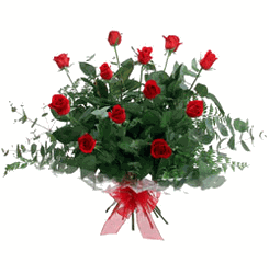 12 red rose wraped