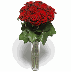 12 Stunning Red Roses
