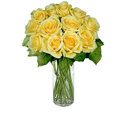 12 Yellow Long Stem Roses 