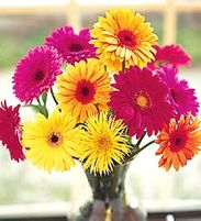 15 Gerbera Daisies Arranged in a Vase
