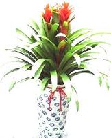 2 items red Bromeliad , 80cm in nice pot