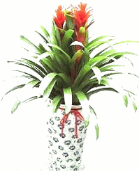 2 items red Bromeliad , 80cm in nice pot