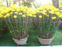 2 large pots daisy plants