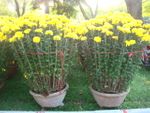 2 large pots daisy plants