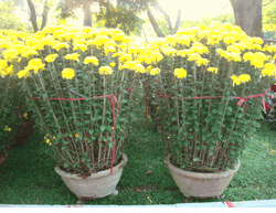 2 large pots daisy plants