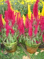 2 pots Bloom mong ga'