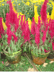 2 pots Bloom mong ga'