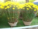 2 pots Daisy plants