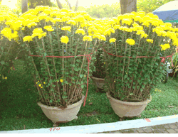 2 pots Daisy plants