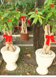 2 pots Lucky plants
