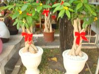 2 pots medium size lucky plants