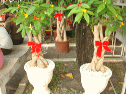 2 pots medium size lucky plants