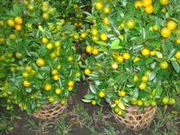 2 pots Orange tree small