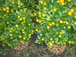 2 pots Orange tree small