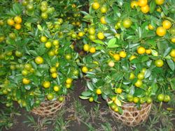 2 pots Orange tree small