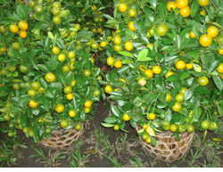2 pots Orange tree small