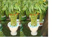 2 pots trellis arrangements-lucky bambo