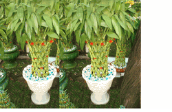 2 pots trellis arrangements-lucky bambo