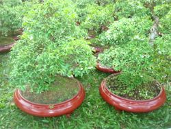 2 pots white hoa mai flowers