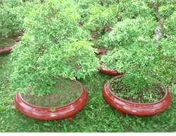 2 pots white hoa mai flowers