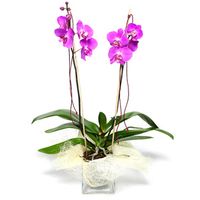 2 stemmed pink orchid plant.