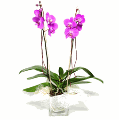 2 stemmed pink orchid plant.