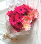 20 red gerberas