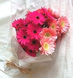 20 red gerberas