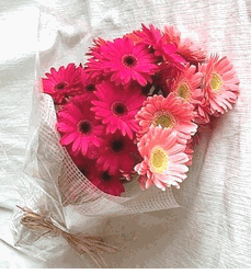 20 red gerberas