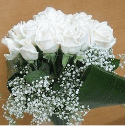 20 White rose