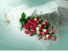24 roses