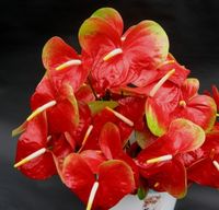 25 Large Kalapana  