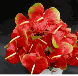 25 Large Kalapana  