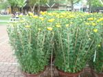2pots daisy 