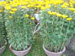 2pots  daisy