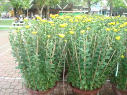 2pots daisy 