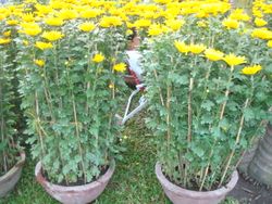 2pots  daisy