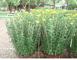 2pots daisy 