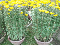 2pots  daisy