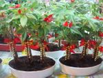 2pots Lucky plants 