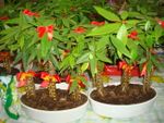 2pots lucky plants