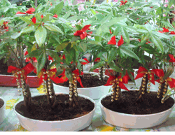 2pots Lucky plants 