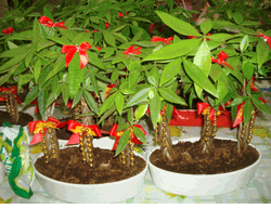 2pots lucky plants