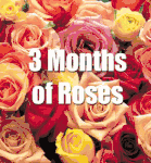 3 Months of Yellow Roses