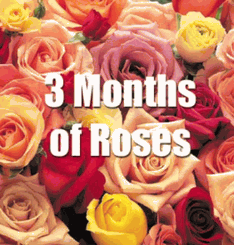 3 Months of Yellow Roses